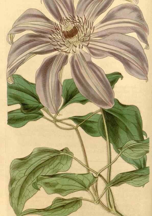 Reproducción/Reproduction 34441080883: Curtis's botanical magazine.. London ; New York [etc.] :Academic Press [etc.]