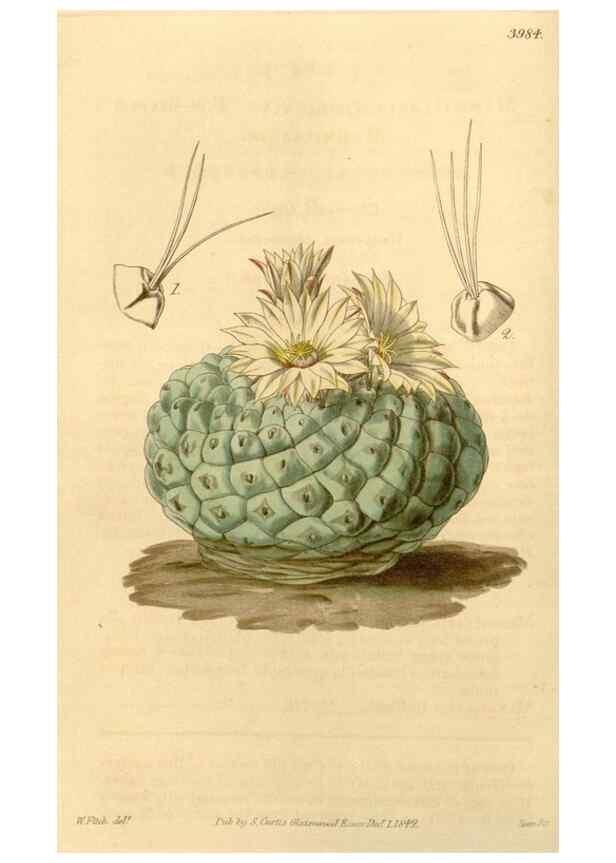 Reproducción/Reproduction 34441084723: Curtis's botanical magazine.. London ; New York [etc.] :Academic Press [etc.]