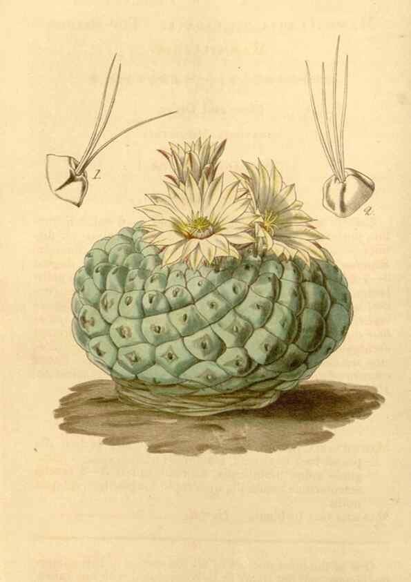 Reproducción/Reproduction 34441084723: Curtis's botanical magazine.. London ; New York [etc.] :Academic Press [etc.]