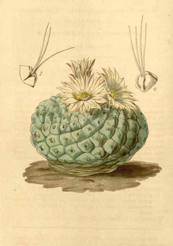 Reproducción/Reproduction 34441084723: Curtis's botanical magazine.. London ; New York [etc.] :Academic Press [etc.]