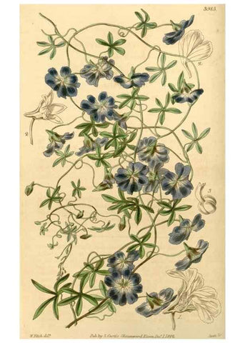 Reproducción/Reproduction 35210188696: Curtis's botanical magazine.. London ; New York [etc.] :Academic Press [etc.]
