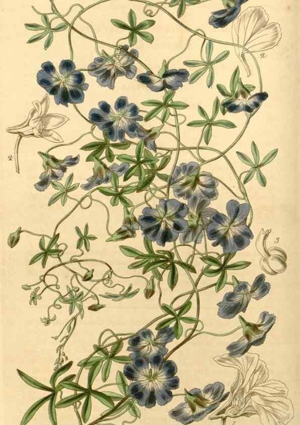 Reproducción/Reproduction 35210188696: Curtis's botanical magazine.. London ; New York [etc.] :Academic Press [etc.]