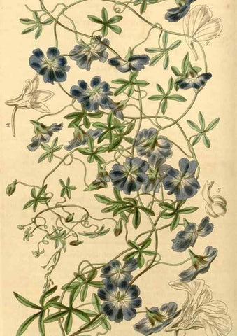 Reproducción/Reproduction 35210188696: Curtis's botanical magazine.. London ; New York [etc.] :Academic Press [etc.]