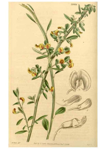 Reproducción/Reproduction 34862988430: Curtis's botanical magazine.. London ; New York [etc.] :Academic Press [etc.]