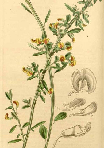 Reproducción/Reproduction 34862988430: Curtis's botanical magazine.. London ; New York [etc.] :Academic Press [etc.]