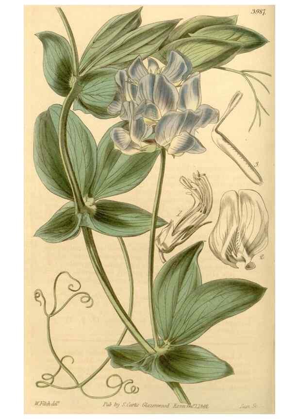Reproducción/Reproduction 34862991500: Curtis's botanical magazine.. London ; New York [etc.] :Academic Press [etc.]