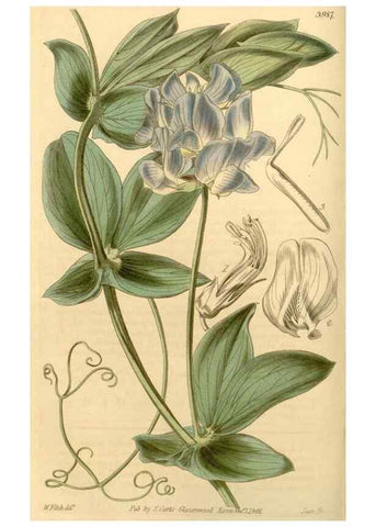 Reproducción/Reproduction 34862991500: Curtis's botanical magazine.. London ; New York [etc.] :Academic Press [etc.]