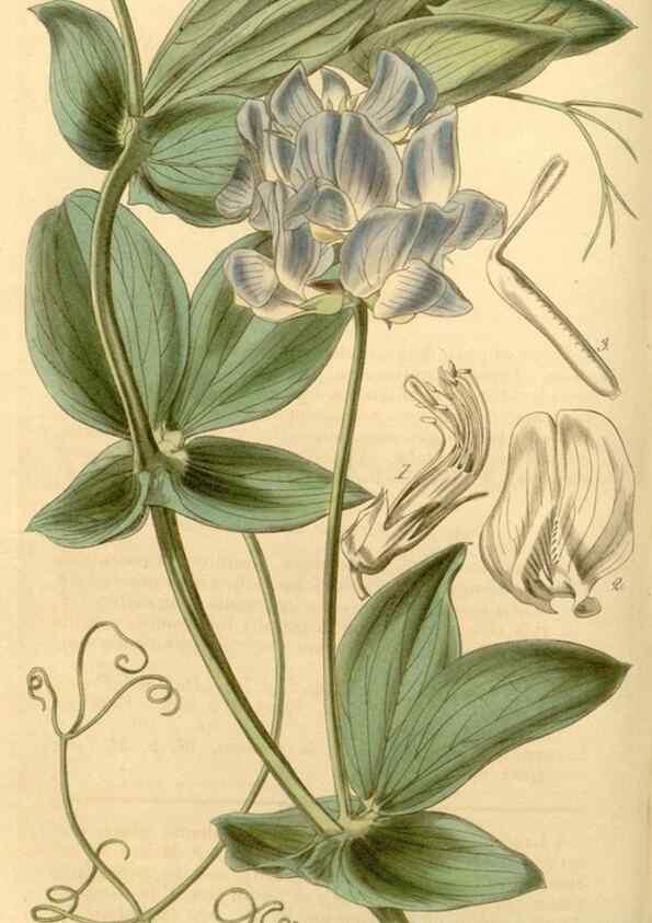 Reproducción/Reproduction 34862991500: Curtis's botanical magazine.. London ; New York [etc.] :Academic Press [etc.]