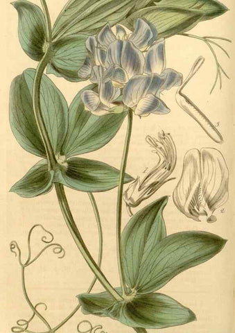 Reproducción/Reproduction 34862991500: Curtis's botanical magazine.. London ; New York [etc.] :Academic Press [etc.]