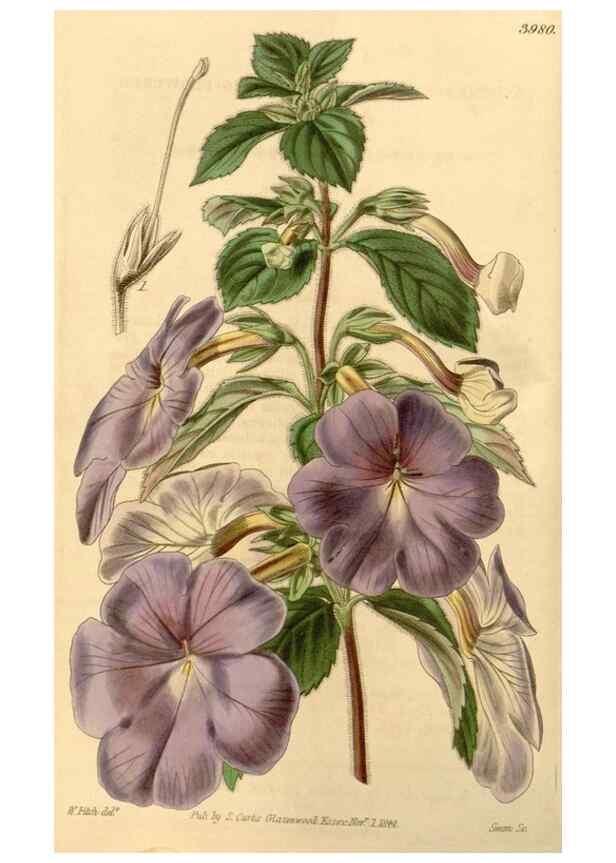 Reproducción/Reproduction 34441070193: Curtis's botanical magazine.. London ; New York [etc.] :Academic Press [etc.]