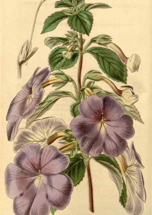 Reproducción/Reproduction 34441070193: Curtis's botanical magazine.. London ; New York [etc.] :Academic Press [etc.]