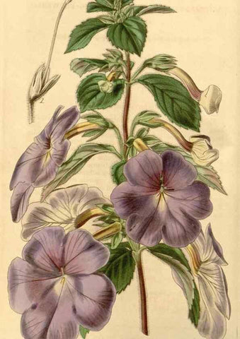 Reproducción/Reproduction 34441070193: Curtis's botanical magazine.. London ; New York [etc.] :Academic Press [etc.]