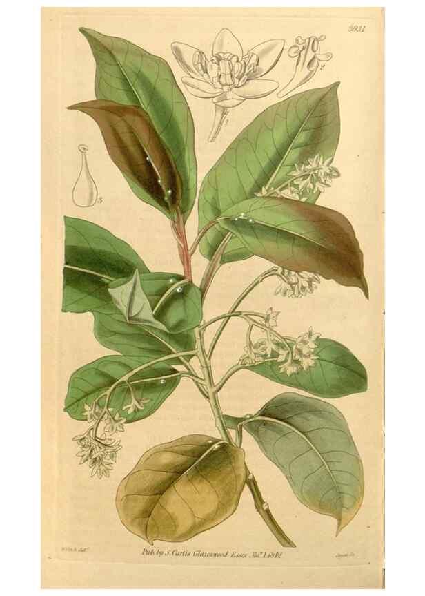 Reproducción/Reproduction 35120100031: Curtis's botanical magazine.. London ; New York [etc.] :Academic Press [etc.]