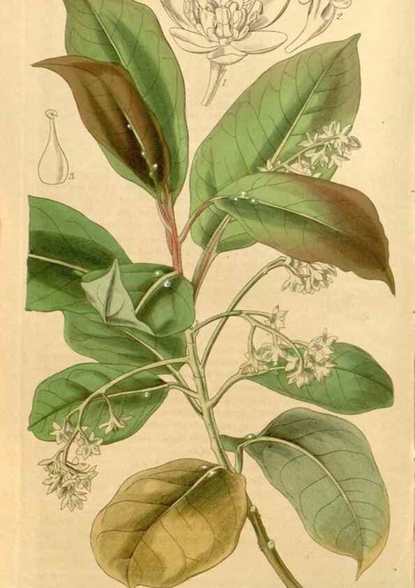 Reproducción/Reproduction 35120100031: Curtis's botanical magazine.. London ; New York [etc.] :Academic Press [etc.]