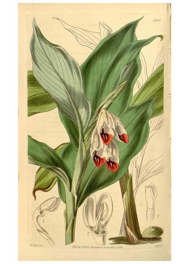 Reproducción/Reproduction 35120098181: Curtis's botanical magazine.. London ; New York [etc.] :Academic Press [etc.]
