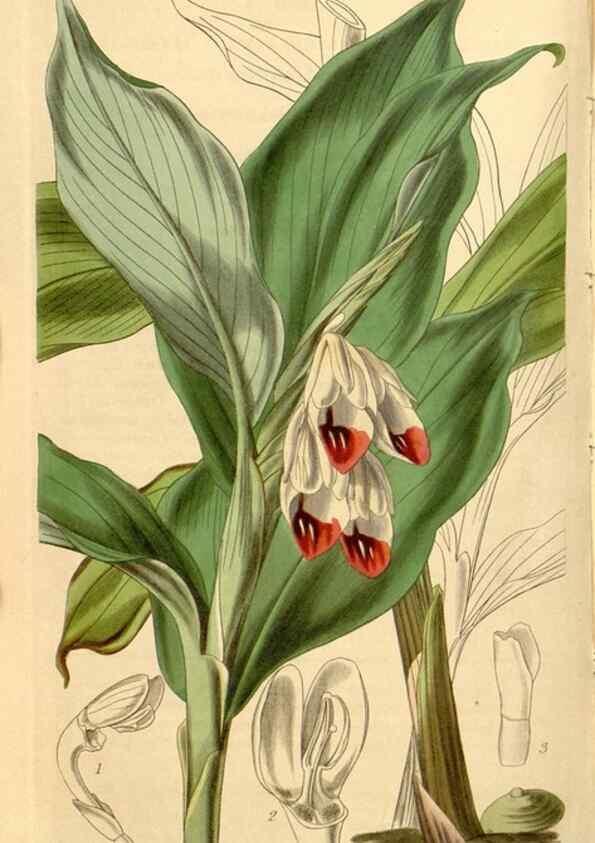 Reproducción/Reproduction 35120098181: Curtis's botanical magazine.. London ; New York [etc.] :Academic Press [etc.]