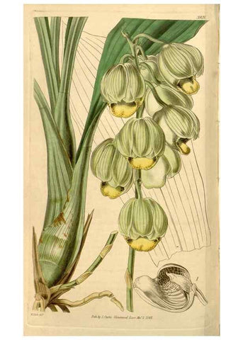 Reproducción/Reproduction 35120096321: Curtis's botanical magazine.. London ; New York [etc.] :Academic Press [etc.]