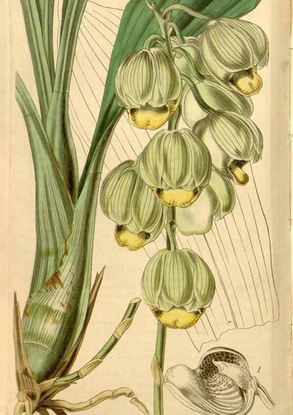 Reproducción/Reproduction 35120096321: Curtis's botanical magazine.. London ; New York [etc.] :Academic Press [etc.]
