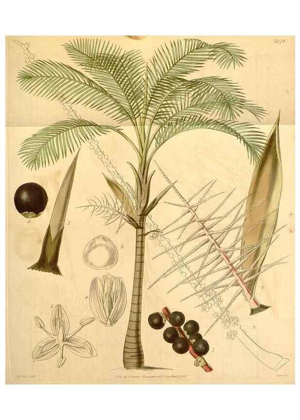 Reproducción/Reproduction 34405571644: Curtis's botanical magazine.. London ; New York [etc.] :Academic Press [etc.]
