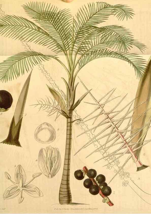 Reproducción/Reproduction 34405571644: Curtis's botanical magazine.. London ; New York [etc.] :Academic Press [etc.]