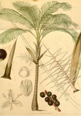 Reproducción/Reproduction 34405571644: Curtis's botanical magazine.. London ; New York [etc.] :Academic Press [etc.]