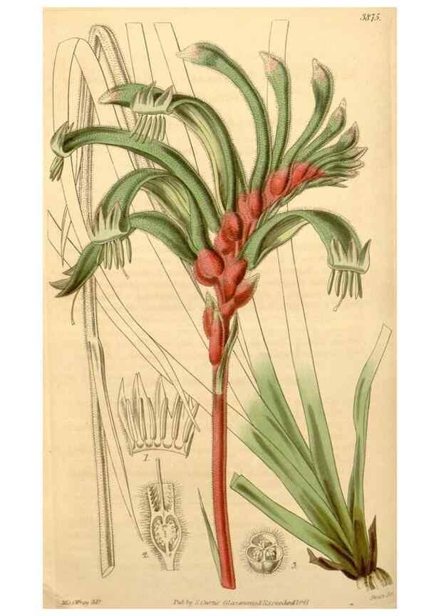 Reproducción/Reproduction 35249548385: Curtis's botanical magazine.. London ; New York [etc.] :Academic Press [etc.]
