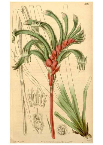 Reproducción/Reproduction 35249548385: Curtis's botanical magazine.. London ; New York [etc.] :Academic Press [etc.]