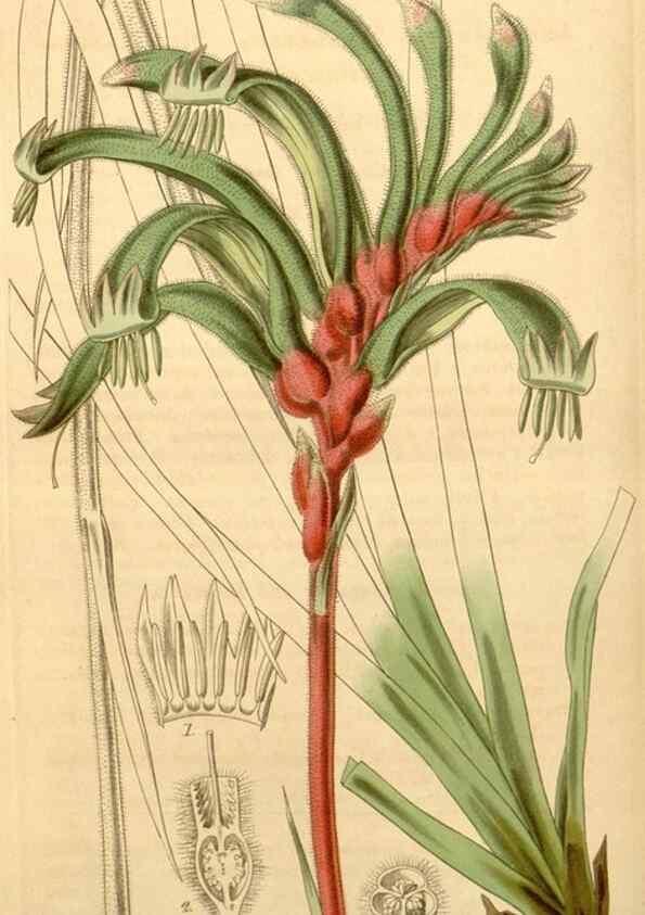 Reproducción/Reproduction 35249548385: Curtis's botanical magazine.. London ; New York [etc.] :Academic Press [etc.]