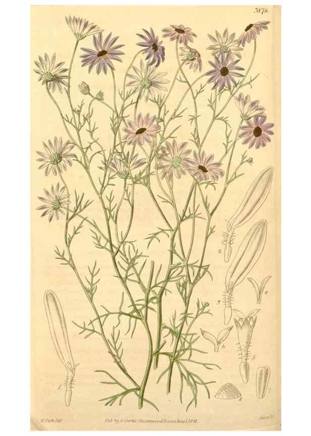 Reproducción/Reproduction 34405579204: Curtis's botanical magazine.. London ; New York [etc.] :Academic Press [etc.]