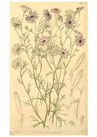 Reproducción/Reproduction 34405579204: Curtis's botanical magazine.. London ; New York [etc.] :Academic Press [etc.]