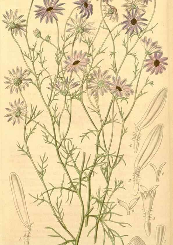 Reproducción/Reproduction 34405579204: Curtis's botanical magazine.. London ; New York [etc.] :Academic Press [etc.]