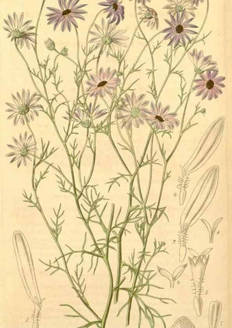 Reproducción/Reproduction 34405579204: Curtis's botanical magazine.. London ; New York [etc.] :Academic Press [etc.]
