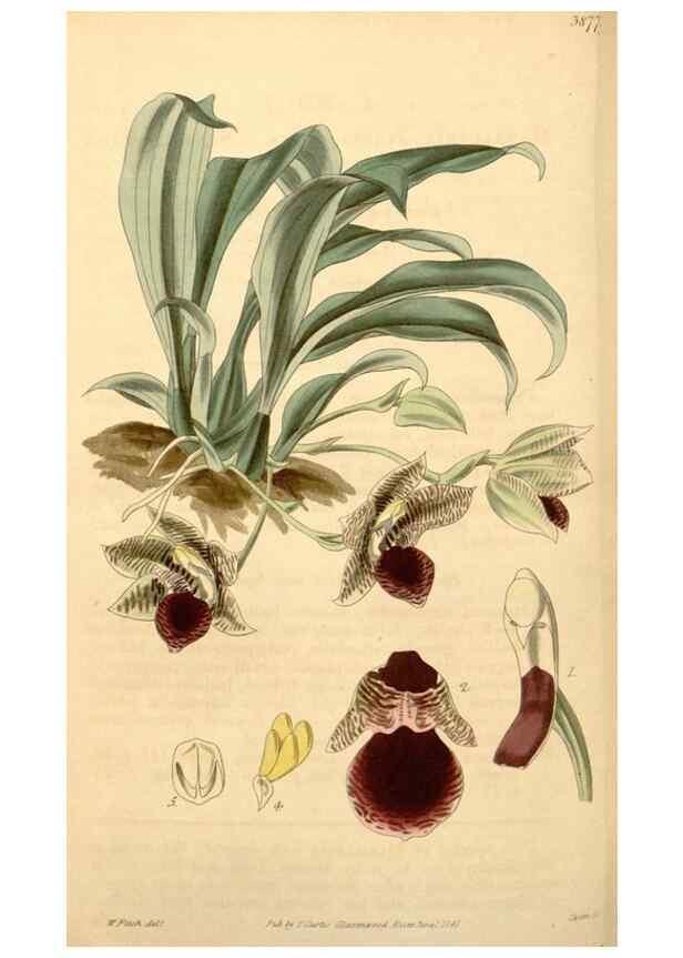 Reproducción/Reproduction 34405580904: Curtis's botanical magazine.. London ; New York [etc.] :Academic Press [etc.]