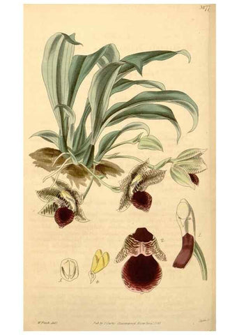 Reproducción/Reproduction 34405580904: Curtis's botanical magazine.. London ; New York [etc.] :Academic Press [etc.]