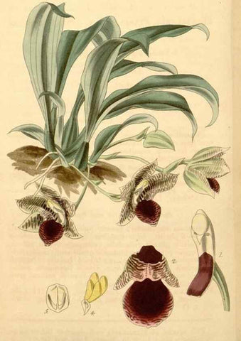 Reproducción/Reproduction 34405580904: Curtis's botanical magazine.. London ; New York [etc.] :Academic Press [etc.]