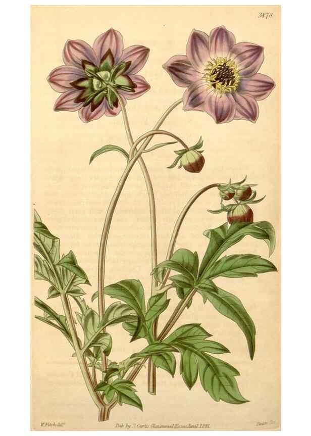 Reproducción/Reproduction 35209697556: Curtis's botanical magazine.. London ; New York [etc.] :Academic Press [etc.]
