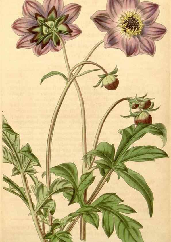 Reproducción/Reproduction 35209697556: Curtis's botanical magazine.. London ; New York [etc.] :Academic Press [etc.]