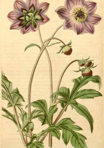 Reproducción/Reproduction 35209697556: Curtis's botanical magazine.. London ; New York [etc.] :Academic Press [etc.]