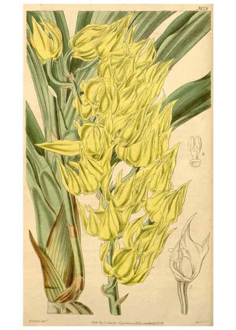 Reproducción/Reproduction 35209699726: Curtis's botanical magazine.. London ; New York [etc.] :Academic Press [etc.]