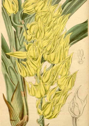 Reproducción/Reproduction 35209699726: Curtis's botanical magazine.. London ; New York [etc.] :Academic Press [etc.]
