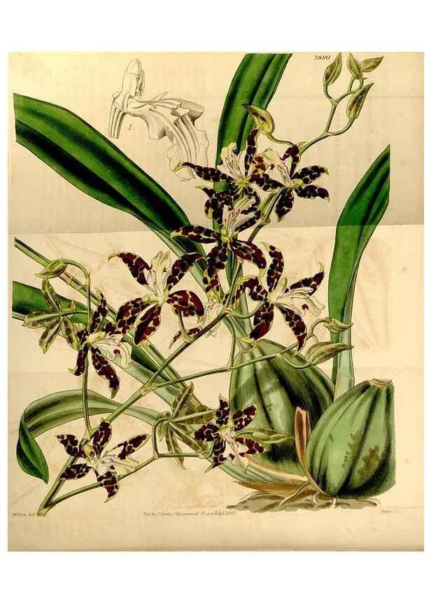 Reproducción/Reproduction 35120006031: Curtis's botanical magazine.. London ; New York [etc.] :Academic Press [etc.]