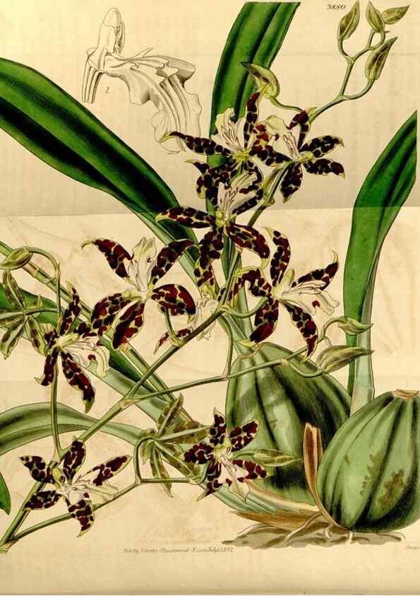 Reproducción/Reproduction 35120006031: Curtis's botanical magazine.. London ; New York [etc.] :Academic Press [etc.]