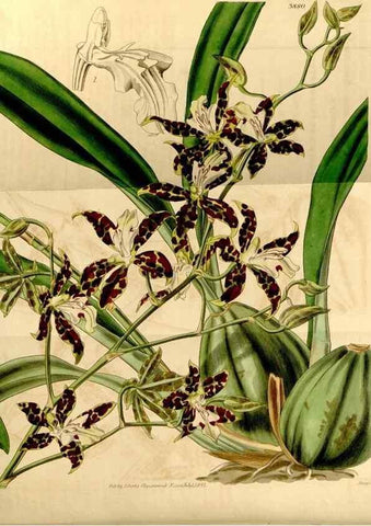 Reproducción/Reproduction 35120006031: Curtis's botanical magazine.. London ; New York [etc.] :Academic Press [etc.]