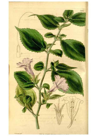 Reproducción/Reproduction 35120008321: Curtis's botanical magazine.. London ; New York [etc.] :Academic Press [etc.]
