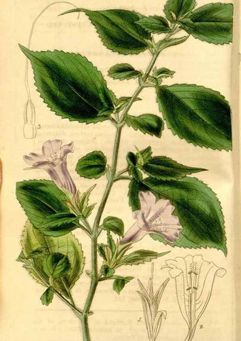 Reproducción/Reproduction 35120008321: Curtis's botanical magazine.. London ; New York [etc.] :Academic Press [etc.]