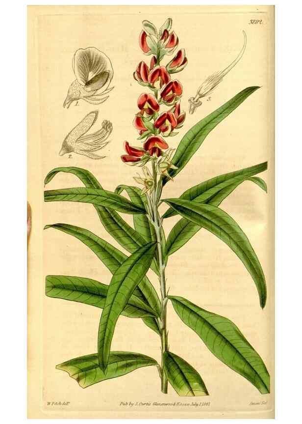 Reproducción/Reproduction 35120010551: Curtis's botanical magazine.. London ; New York [etc.] :Academic Press [etc.]