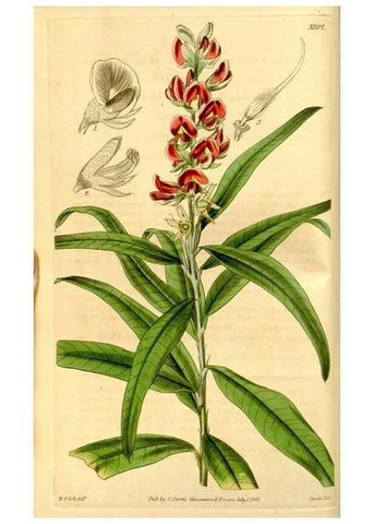 Reproducción/Reproduction 35120010551: Curtis's botanical magazine.. London ; New York [etc.] :Academic Press [etc.]