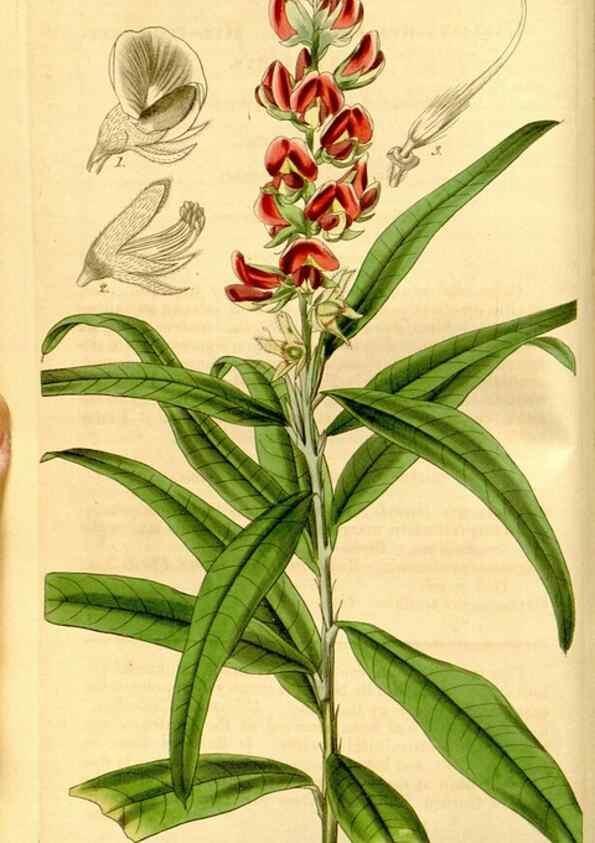 Reproducción/Reproduction 35120010551: Curtis's botanical magazine.. London ; New York [etc.] :Academic Press [etc.]