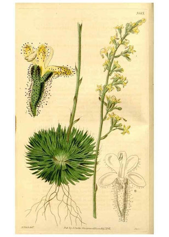 Reproducción/Reproduction 34862652640: Curtis's botanical magazine.. London ; New York [etc.] :Academic Press [etc.]