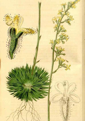 Reproducción/Reproduction 34862652640: Curtis's botanical magazine.. London ; New York [etc.] :Academic Press [etc.]